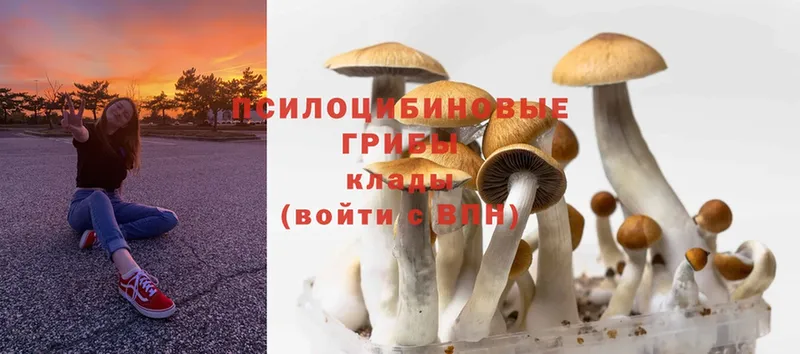 Псилоцибиновые грибы Psilocybe  kraken tor  Бирск 